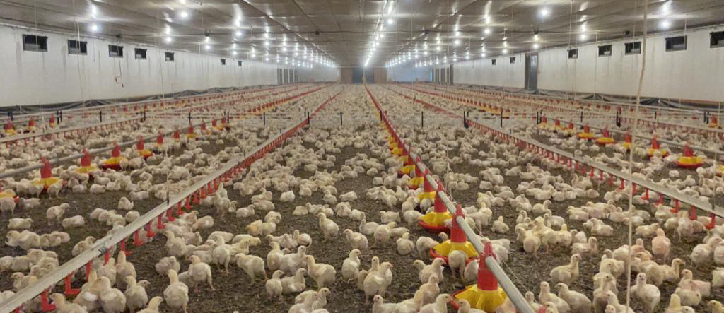 Com o isolamento térmico adequado é possível melhorar a performance dos frangos e reduzir despesas (Foto: Divulgação/Vida de Granja)